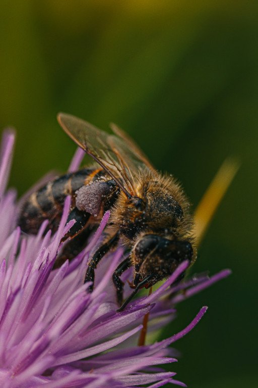 Bumblebee in Transformers 1