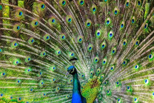 Enhance Your Peacock App Free Experience